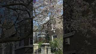  Spring in London  | A Blooming Adventure in the City 