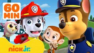 PAW Patrol | ¡Rescates y aventuras con animales bebé en PAW Patrol! con Marshall y Chase | Nick Jr.