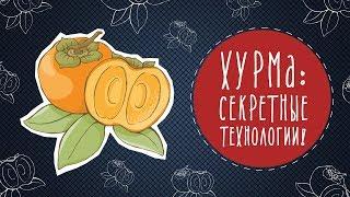 Хурма: секретные технологии