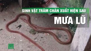 Hoảng hốt khi sinh vật hàng trăm chân xuất hiện trong nhà dân sau mưa lũ | VTC14