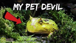 My New Pet Devil (Surinam Horned Frog)