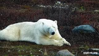 Very Sleep Polar Bears