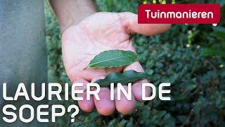 Kan de laurier in de soep?  | Tuinmanieren