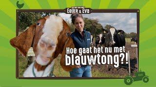 De impact van blauwtong... | Op het erf met Eelke en Eva | Aflevering 9