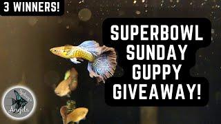 SUPERBOWL SUNDAY GUPPY GIVEAWAY! 3 WINNERS!