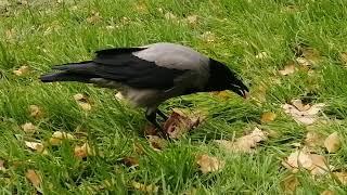 Молодые вороны должны ждать Босса / Young crows have to wait until Boss is done