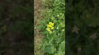 watch  beauty of mustard flower #shorts #mustard #shortvideo #villagelife