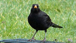 Bird Facts: The Common Blackbird