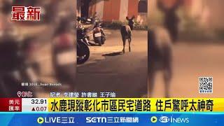 水鹿現蹤彰化市區民宅道路 住戶驚呼太神奇 農業處：勿驚擾捕捉｜三立新聞網 SETN.com