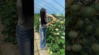 Beautiful natural cucumber garden and harvesting with rural farming life #2024 #harvesting #fresh