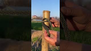 Incredible, Very Simple Knot!