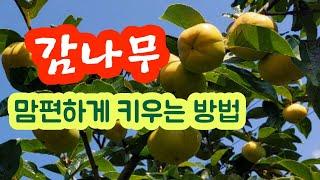 감나무 맘편하게 키우는 방법  - #나무특성 #식재방법 #전지법 # 병충해 방제 # 시비