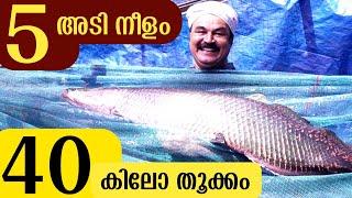 അരാപൈമായെ കുളത്തിൽ നിന്നും പിടിക്കുന്നു !!! | Monster Fish Arapaima Fish In Kerala