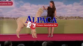 American Farmer covers the Alpaca Industry