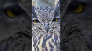 Eurasian eagle-owl sound (A close detail view of an owls head)