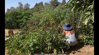 FINCA LIFE - HARVESTING AND DRYING TOMATOES & REFURBISHMENT OF THE GREENHOUSE