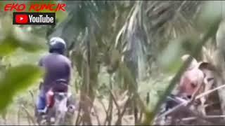 Vidio viral orang selingkuh di kebun sawit dekat pom bensin desa muara belengo