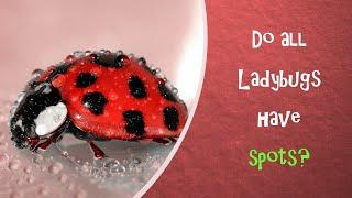 I Spy Ladybug Challenge - Family Friendly Fun Game/animal facts [ Spot and Find Puzzles ]