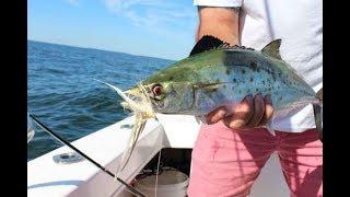 How to Catch Spanish Mackerel and Bluefish on Light Tackle