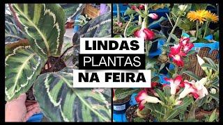 #Plantas e #flores na #feira de São João de Meriti. #VEM VER!!!