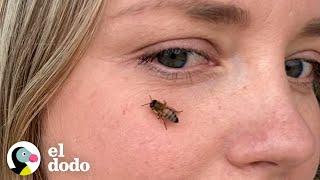 Mujer rescata abejas de un portaaviones | El Dodo