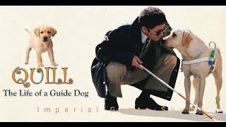 Little Q, The Life of Guide Dog | Drama | Movie Recaps Explained #IG