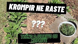 Kako napraviti TEČNO DJUBRIVO OD KOPRIVE / Moja biobašta