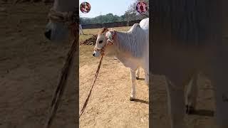 small and cute calf .           #govindkoarpan,#subscribe #like #nitaigaurkoarpan