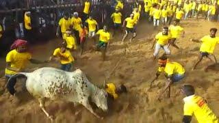 Jallikattu kick-starts in Tamil Nadu with stricter norms