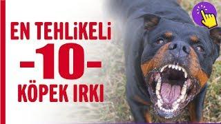 En tehlikeli 10 köpek ırkı | İlginç bilgiler | Aklında olsun