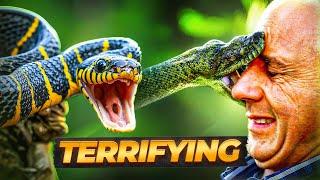 The Worst Snake Attacks of All Time | True Survival Stories & Deadly Encounters