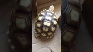 A Tortoise Life: Maze Challenge 