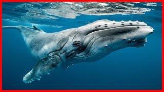 Humpback Whale: The Ocean Singer - Full Documentary HD