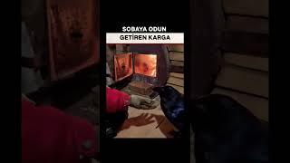 Sobaya Odun Getiren Karga Sosyal Medya'da Viral Olma Yolunda İlerliyor