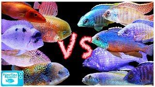 Cichlid Showdown! African Cichlids vs American Cichlids - Which is Better?