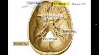 GENERALIDADES DE CRANEO