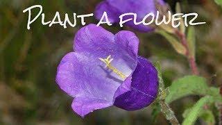 How to Plant a Flower