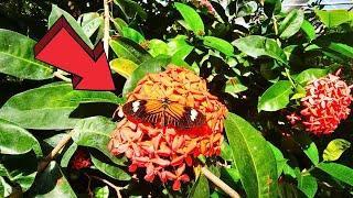 Butterfly Pavilion Denver  Colorado Full Tour 2024