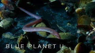 Brine pool of death - Blue Planet II: Episode 2 Preview - BBC