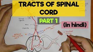 Tracts of Spinal Cord - 1 | Pyramidal Tracts