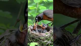 . “Mama Bird’s Love: Feeding Time in the Nest ️” #shorts