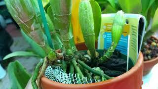 Cattleya Walkeriana 'Kenny' Orchids