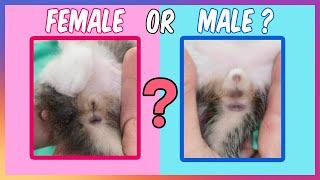 How To Tell A Difference Between Male And Female Kittens