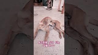 카메라는 너무 부끄러워요.ㅎㅎ #라오스 #강아지 #pets