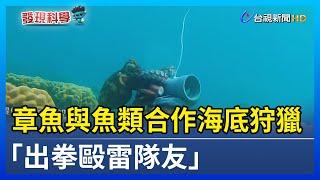 章魚與魚類合作海底狩獵 「出拳毆雷隊友」【發現科學】