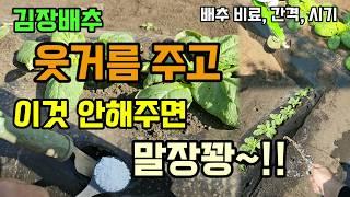 김장배추 웃거름 추비시기 배추웃거름주고 이것 안해주면 말장꽝 #배추웃거름 #배추키우기