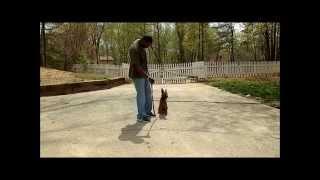 Android the Malinios Advanced Obedience. Master Christian Dog Training Atlanta