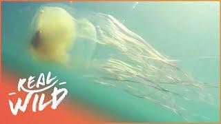 The Most Venomous Jellyfish In The World | World's Worst Venom