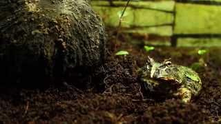 Horned frog eats cockroach