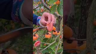 Persimmon fruitBest fruit, Farm fresh fruit | Ninja fruit cutting #Shorts #fruits